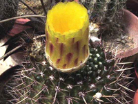 Parodia mammulosa