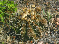 Parodia mammulosa