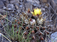 Parodia mammulosa