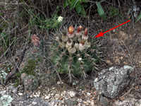 Parodia mammulosa