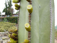 Pachycereus marginatus