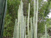 Pachycereus marginatus