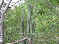 Pachycereus marginatus