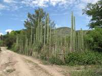 Pachycereus marginatus