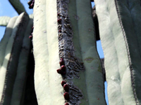 Pachycereus marginatus