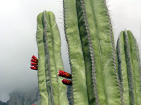 Pachycereus marginatus