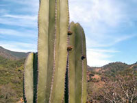 Pachycereus marginatus