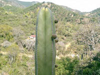 Pachycereus marginatus