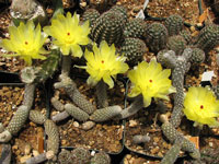 Pterocactus megliolii