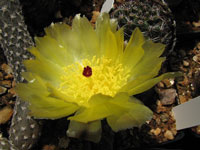 Pterocactus megliolii