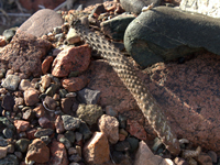 Pterocactus megliolii