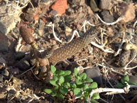 Pterocactus megliolii