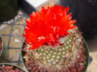 Parodia microsperma