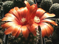 Parodia microsperma