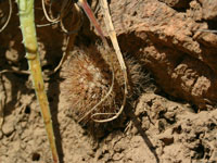 Parodia microsperma