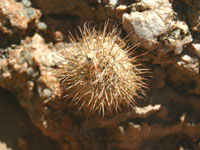 Parodia microsperma