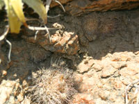 Parodia microsperma