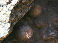 Parodia microsperma