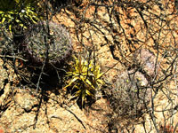 Parodia microsperma