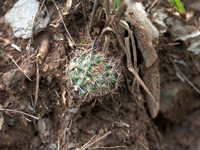 Parodia microsperma