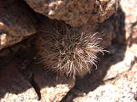 Parodia microsperma