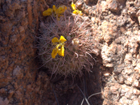 Parodia microsperma