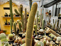 Pilosocereus multicostatus