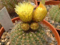 Parodia muricata