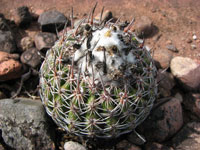 Parodia neohorstii