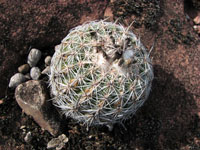 Parodia neohorstii