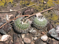 Parodia neohorstii