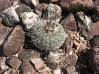 Parodia neohorstii