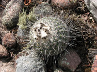 Parodia neohorstii