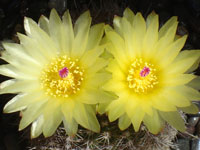 Parodia nothorauschii