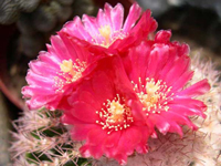 Parodia ocampoi