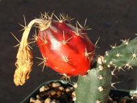 Peniocereus occidentalis