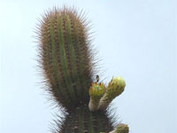 xPacherocactus orcuttii