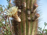 xPacherocactus orcuttii