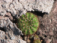 Parodia ottonis