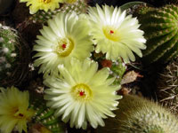 Parodia ottonis