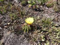 Parodia ottonis