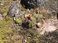 Parodia ottonis