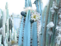 Pilosocereus pachycladus