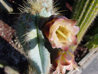 Pilosocereus pachycladus