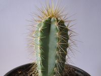 Pilosocereus pachycladus