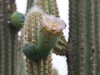 Pilosocereus pachycladus