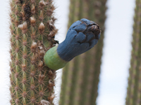 Pilosocereus pachycladus