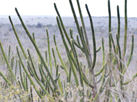 Pilosocereus pachycladus