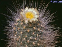 Pediocactus paradinei