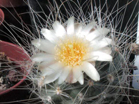 Pediocactus paradinei